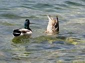 Lago d'Iseo, Montisola: passeggiata primaverile da Peschiera Maraglio a Sensole il 21 aprile 2010 - FOTOGALLERY